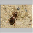 Asaphidion sp - Laufkaefer 02a 6mm Lehmhuegel-OS-Hasbergen.jpg